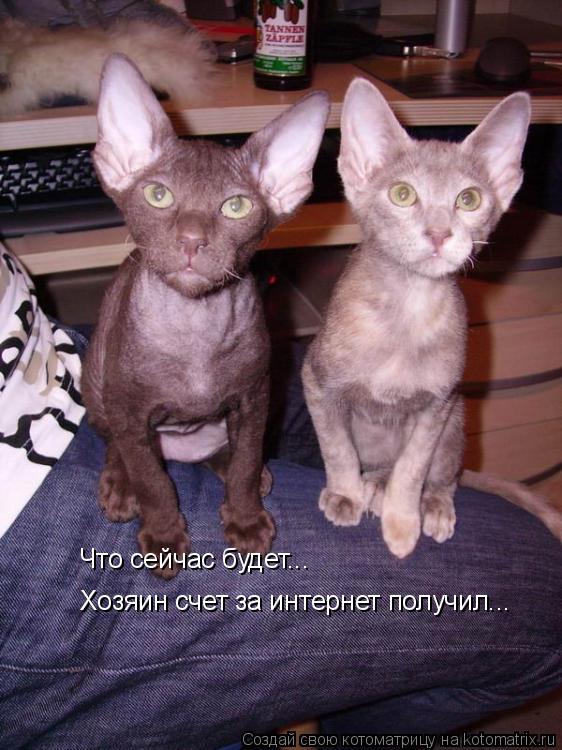 Что сейчас будет... Хозяин счет за интернет получил...... Котоматрица: Что сейчас будет... Хозяин счет за интернет получил...