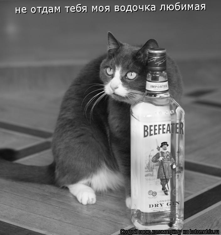 не отдам тебя моя водочка любимая... Котоматрица: не отдам тебя моя водочка любимая