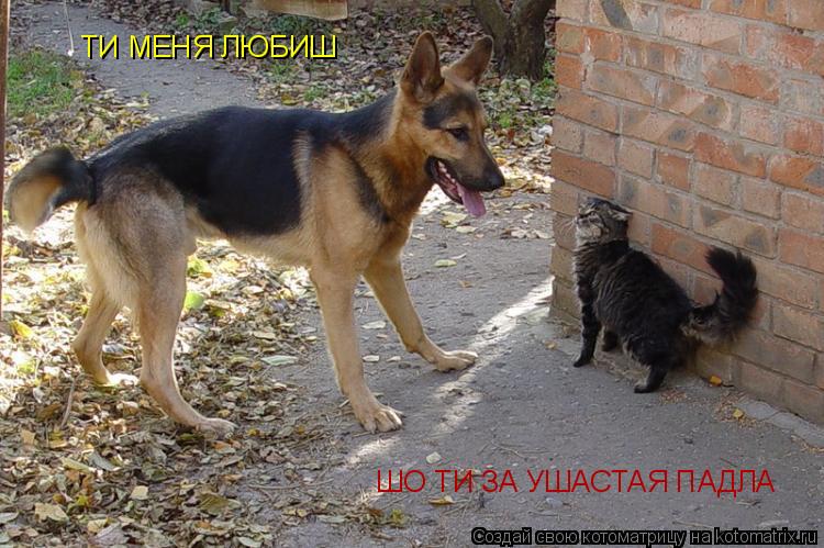 ТИ МЕНЯ ЛЮБИШ ШО ТИ ЗА УШАСТАЯ ПАДЛА... Котоматрица: ТИ МЕНЯ ЛЮБИШ ШО ТИ ЗА УШАСТАЯ ПАДЛА