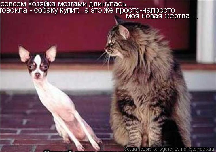 совсем хозяйка мозгами двинулась.... говоила - собаку купит...а это же просто-напросто моя новая жерт... Котоматрица: совсем хозяйка мозгами двинулась.... говоила - собаку купит...а это же просто-напросто моя новая жертва ...