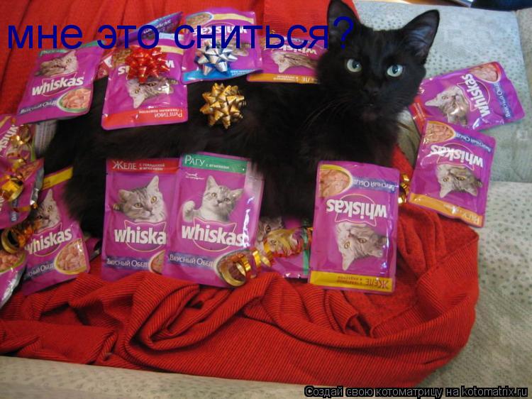 мне это сниться?... Котоматрица: мне это сниться?