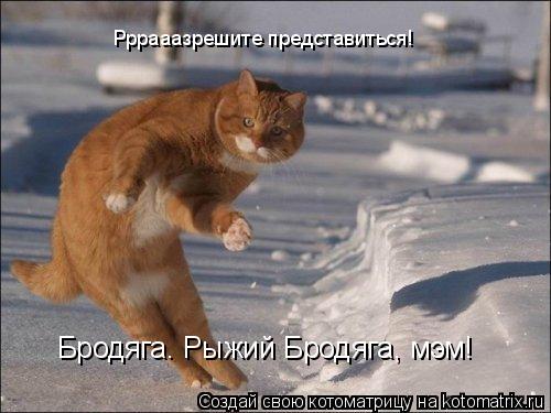 Рррааазрешите представиться! Бродяга. Рыжий Бродяга, мэм!... Котоматрица: Рррааазрешите представиться! Бродяга. Рыжий Бродяга, мэм!
