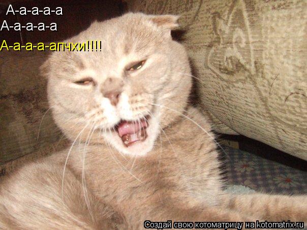 А-а-а-а-а А-а-а-а-а А-а-а-а-апчхи!!!!... Котоматрица: А-а-а-а-а А-а-а-а-а А-а-а-а-апчхи!!!!