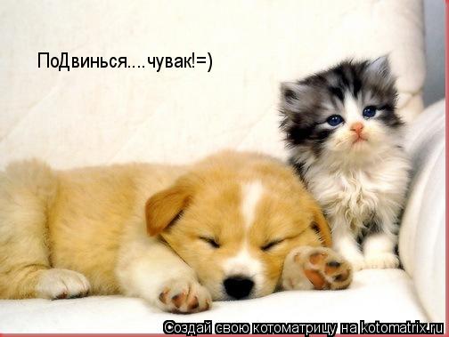 ПоДвинься....чувак!=)... Котоматрица: ПоДвинься....чувак!=)