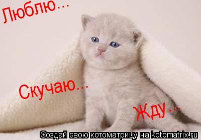 Люблю... Жду... Скучаю...... Котоматрица: Люблю... Жду... Скучаю...