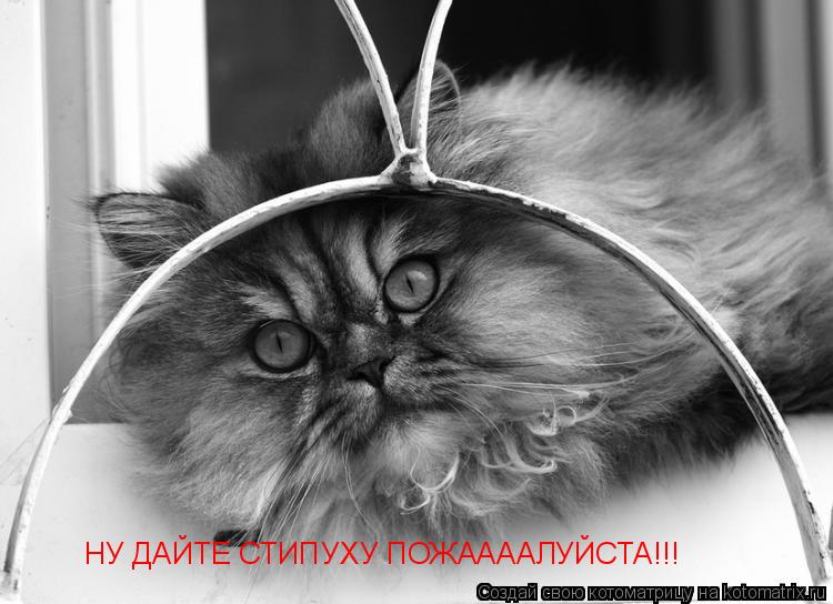 НУ ДАЙТЕ СТИПУХУ ПОЖААААЛУЙСТА!!!... Котоматрица: НУ ДАЙТЕ СТИПУХУ ПОЖААААЛУЙСТА!!!