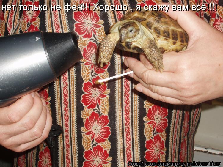 нет только не фен!!! Хорошо , я скажу вам всё!!!!... Котоматрица: нет только не фен!!! Хорошо , я скажу вам всё!!!!