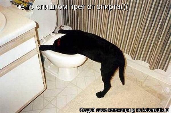 чё то слишком прет от спирта(((... Котоматрица: чё то слишком прет от спирта(((