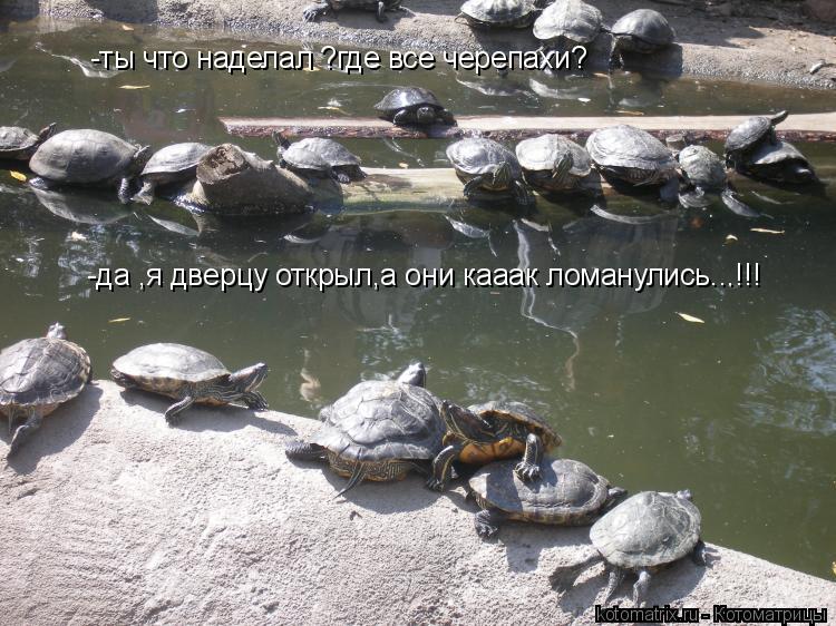 -ты что наделал ?где все черепахи? -да ,я дверцу открыл,а они кааак ломанулись...!!!... Котоматрица: -ты что наделал ?где все черепахи? -да ,я дверцу открыл,а они кааак ломанулись...!!!
