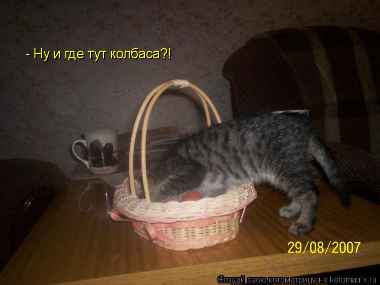 - Ну и где тут колбаса?!... Котоматрица: - Ну и где тут колбаса?!