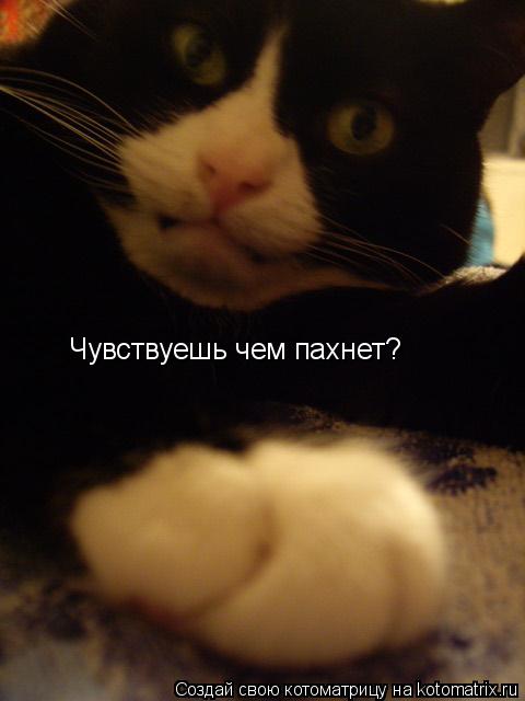 Чувствуешь чем пахнет?... Котоматрица: Чувствуешь чем пахнет?