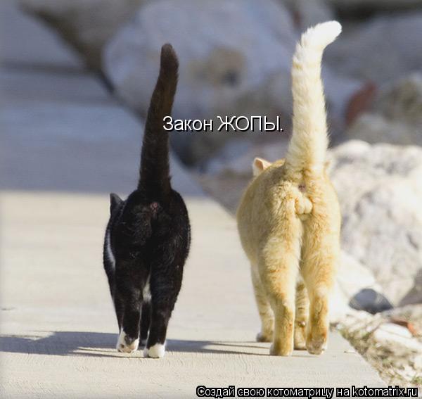 Закон ЖОПЫ.... Котоматрица: Закон ЖОПЫ.