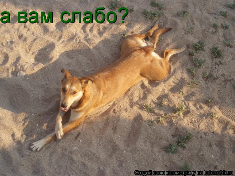 а вам слабо?... Котоматрица: а вам слабо?