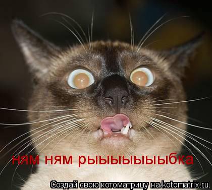 ням ням рыыыыыыыбка... Котоматрица: ням ням рыыыыыыыбка