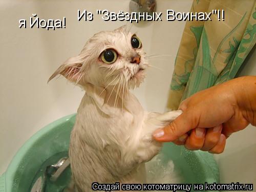 я Йода! Из "Звёздных Воинах"!!... Котоматрица: я Йода! Из "Звёздных Воинах"!!