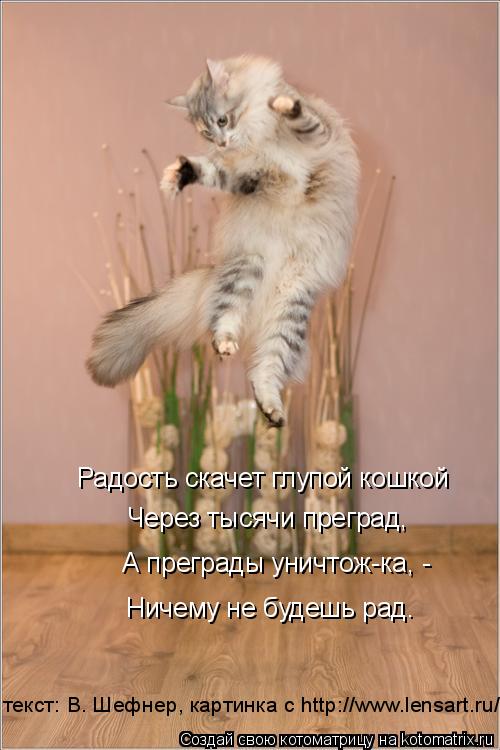 Радость скачет глупой кошкой Через тысячи преград, А преграды уничтож-ка, - Ничему не будешь рад. тек... Котоматрица: Радость скачет глупой кошкой Через тысячи преград, А преграды уничтож-ка, - Ничему не будешь рад. текст: В. Шефнер, картинка с http://www.lensart.ru/