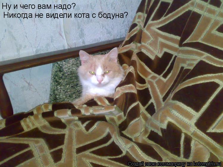 Ну и чего вам надо? Никогда не видели кота с бодуна?... Котоматрица: Ну и чего вам надо? Никогда не видели кота с бодуна?