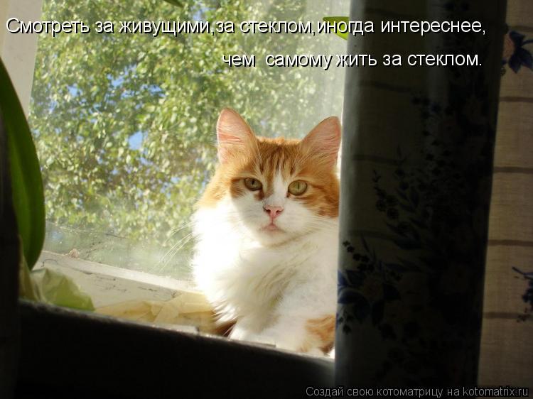 Смотреть за живущими,за стеклом,иногда интереснее, чем самому жить за стеклом.... Котоматрица: Смотреть за живущими,за стеклом,иногда интереснее, чем самому жить за стеклом.