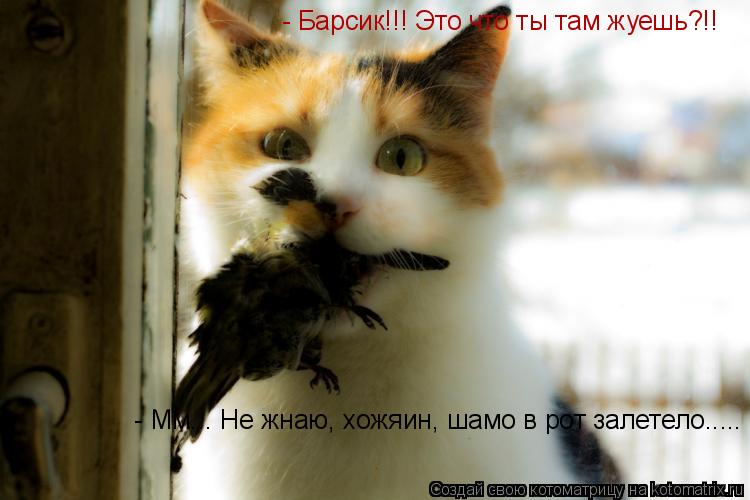 - Барсик!!! Это что ты там жуешь?!! - Мм... Не жнаю, хожяин, шамо в рот залетело........ Котоматрица: - Барсик!!! Это что ты там жуешь?!! - Мм... Не жнаю, хожяин, шамо в рот залетело.....