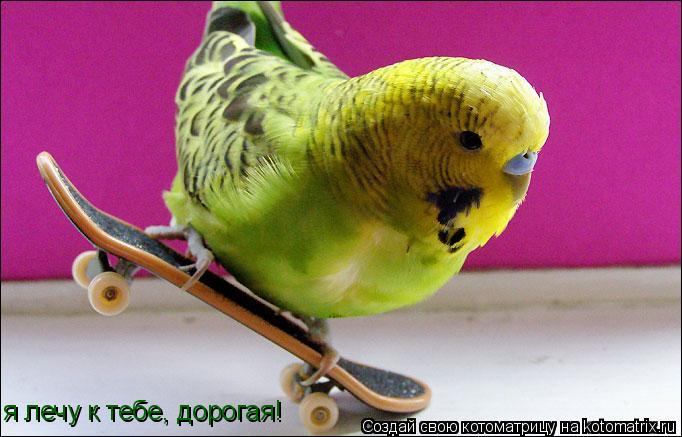 я лечу к тебе, дорогая!... Котоматрица: я лечу к тебе, дорогая!