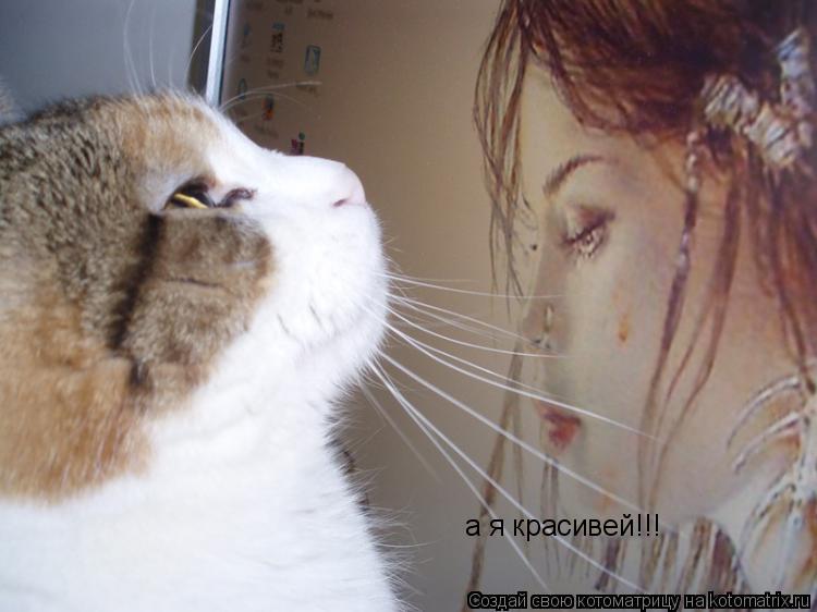 а я красивей!!!... Котоматрица: а я красивей!!!