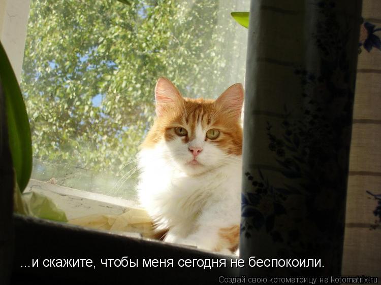 ...и скажите, чтобы меня сегодня не беспокоили.... Котоматрица: ...и скажите, чтобы меня сегодня не беспокоили.
