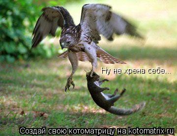 Ну не хрена себе...... Котоматрица: Ну не хрена себе...