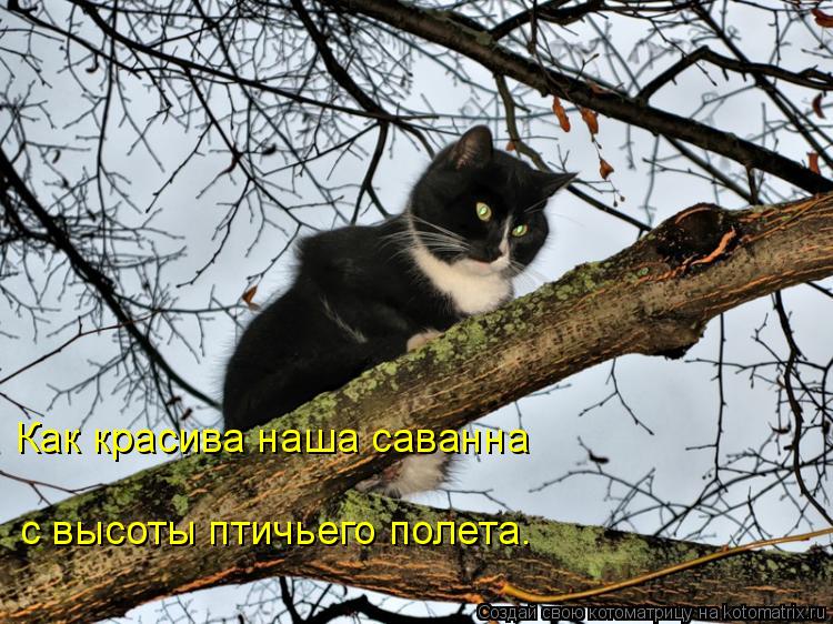 Как красива наша саванна с высоты птичьего полета.... Котоматрица: Как красива наша саванна с высоты птичьего полета.