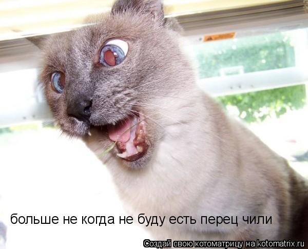 больше не когда не буду есть перец чили... Котоматрица: больше не когда не буду есть перец чили