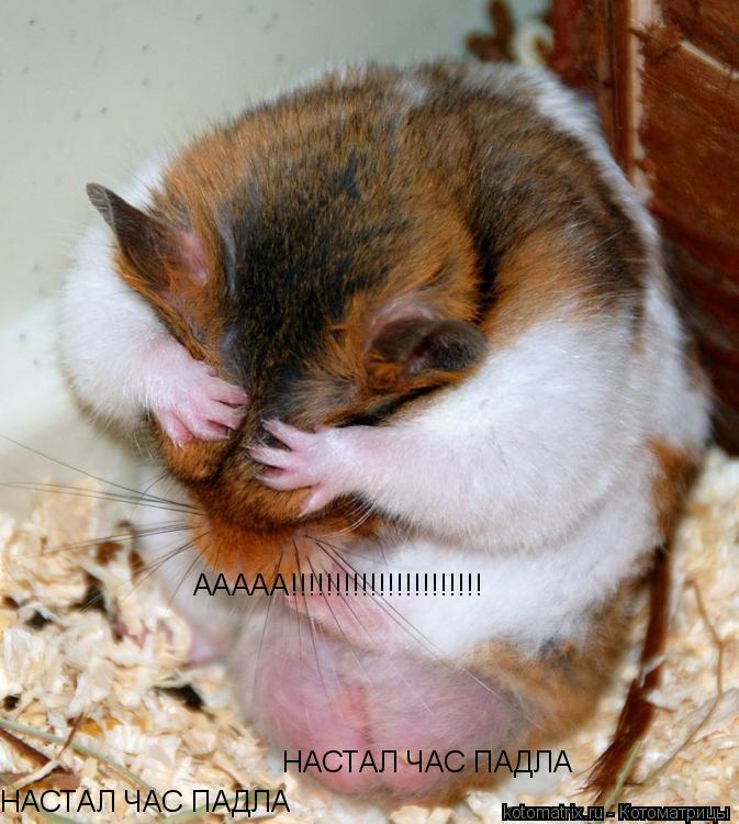 НАСТАЛ ЧАС ПАДЛА НАСТАЛ ЧАС ПАДЛА ААААА!!!!!!!!!!!!!!!!!!!!!!... Котоматрица: НАСТАЛ ЧАС ПАДЛА НАСТАЛ ЧАС ПАДЛА ААААА!!!!!!!!!!!!!!!!!!!!!!