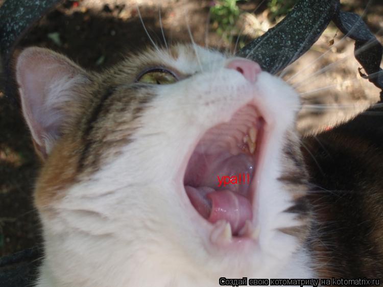 ура!!!... Котоматрица: ура!!!