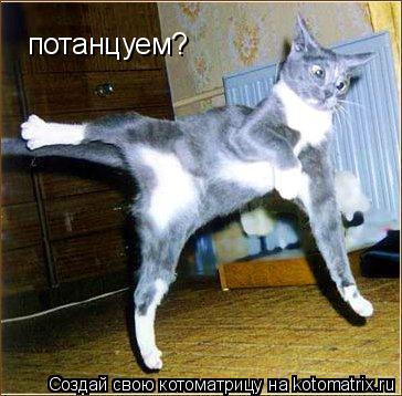 потанцуем?... Котоматрица: потанцуем?