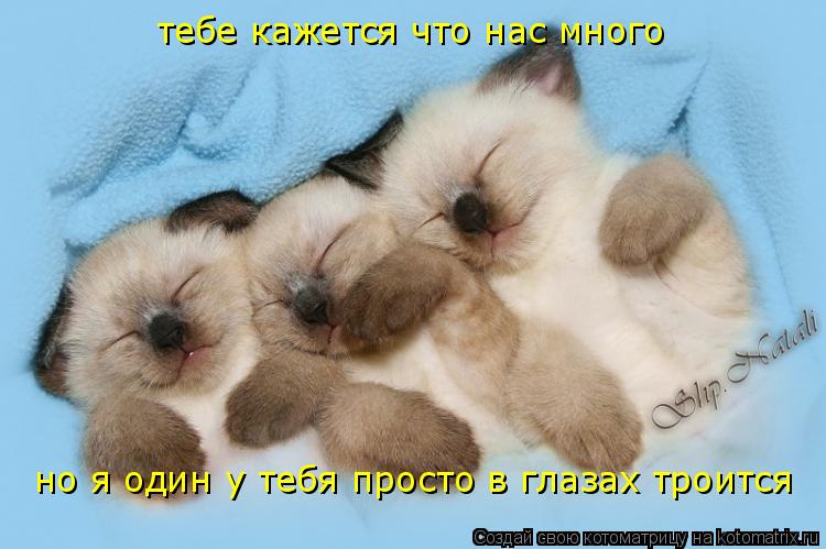 тебе кажется что нас много тебе кажется что нас много но я один у тебя просто в глазах троится... Котоматрица: тебе кажется что нас много тебе кажется что нас много но я один у тебя просто в глазах троится