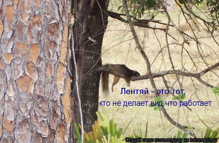 Лентяй - это тот, кто не делает вид что работает... Котоматрица: Лентяй - это тот, кто не делает вид что работает