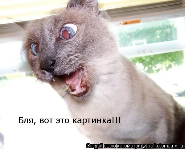 Бля, вот это картинка!!!... Котоматрица: Бля, вот это картинка!!!