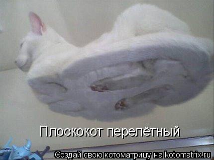 Плоскокот перелётный... Котоматрица: Плоскокот перелётный