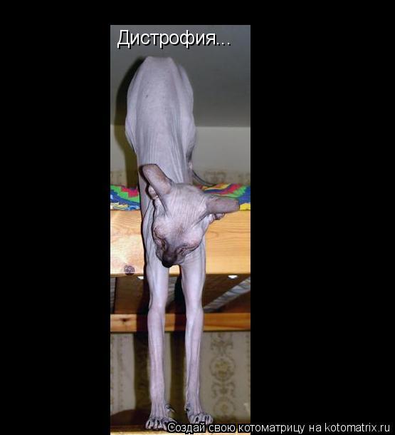 Дистрофия...... Котоматрица: Дистрофия...