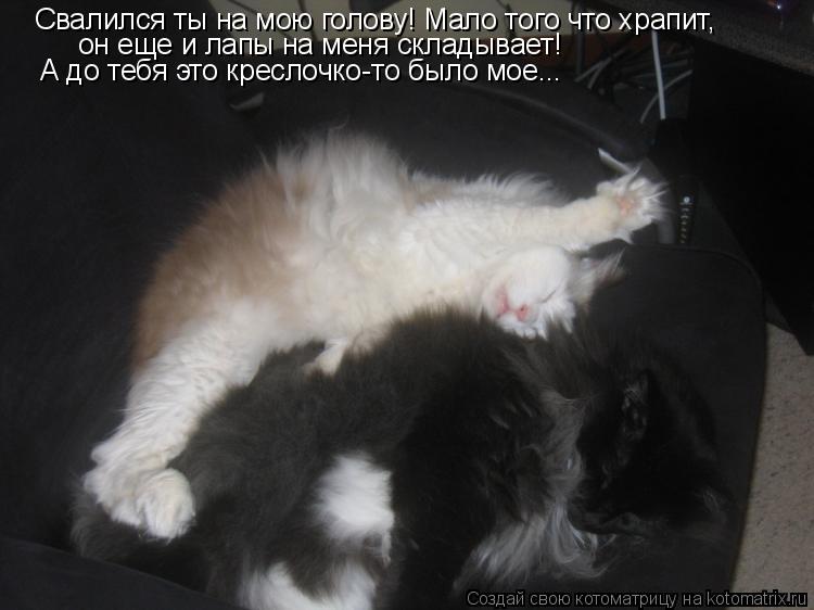 Свалился ты на мою голову! Мало того что храпит, он еще и лапы на меня складывает! А до тебя это кре... Котоматрица: Свалился ты на мою голову! Мало того что храпит, он еще и лапы на меня складывает! А до тебя это креслочко-то было мое...