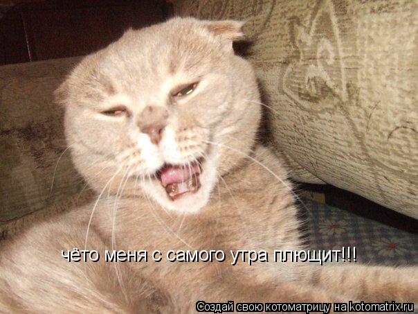 чёто меня с самого утра плющит!!!... Котоматрица: чёто меня с самого утра плющит!!!