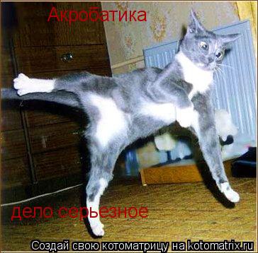 Акробатика дело серьезное... Котоматрица: Акробатика дело серьезное