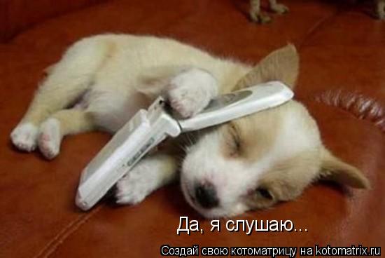 Да, я слушаю...... Котоматрица: Да, я слушаю...