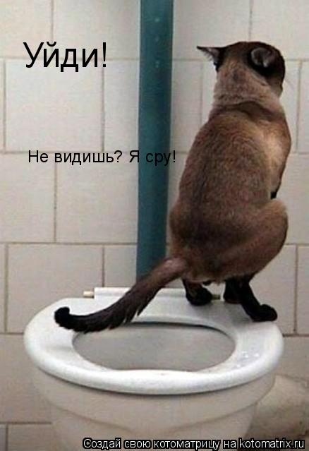 Уйди! Не видишь? Я сру!... Котоматрица: Уйди! Не видишь? Я сру!