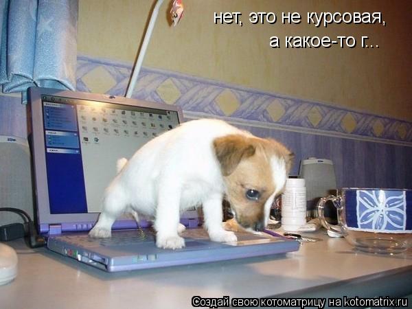 нет, это не курсовая, а какое-то г...... Котоматрица: нет, это не курсовая, а какое-то г...