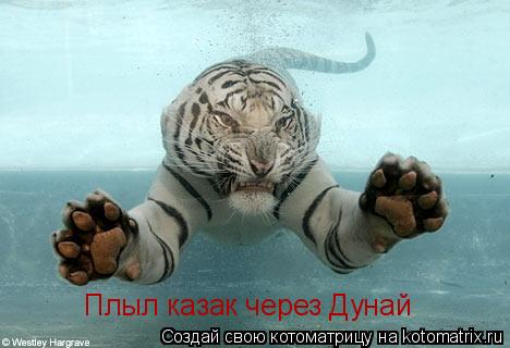 Плыл казак через Дунай... Котоматрица: Плыл казак через Дунай
