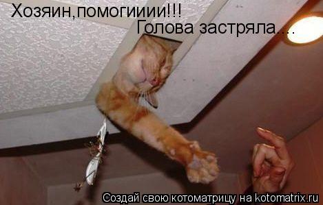Хозяин,помогииии!!! Голова застряла....... Котоматрица: Хозяин,помогииии!!! Голова застряла....