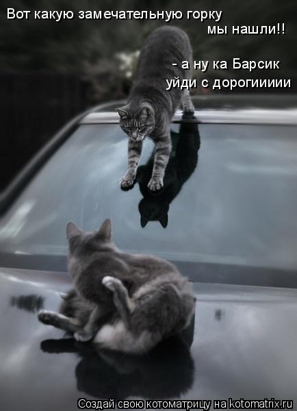 Вот какую замечательную горку мы нашли!! - а ну ка Барсик уйди с дорогиииии... Котоматрица: Вот какую замечательную горку мы нашли!! - а ну ка Барсик уйди с дорогиииии