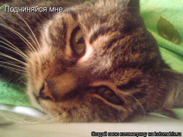 Подчиняйся мне...... Котоматрица: Подчиняйся мне...