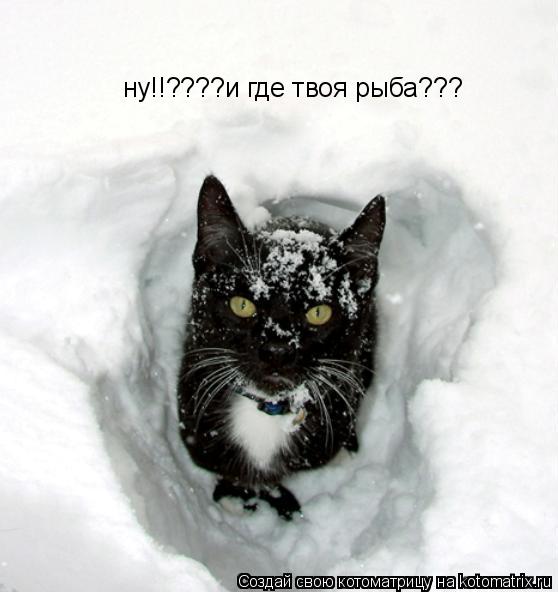 ну!!????и где твоя рыба???... Котоматрица: ну!!????и где твоя рыба???