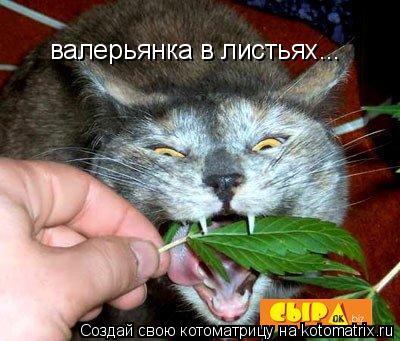валерьянка в листьях...... Котоматрица: валерьянка в листьях...