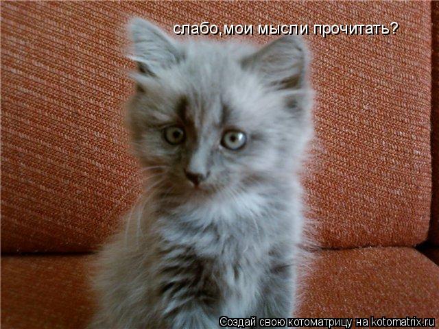 слабо,мои мысли прочитать?... Котоматрица: слабо,мои мысли прочитать?